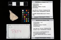 Foto (Objekt + Etikett) von Cyclothyreus sp.  (NHMW-GEO-2014-0194-0654)